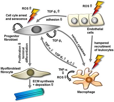 Basics of Radiation Biology When Treating Hyperproliferative Benign Diseases